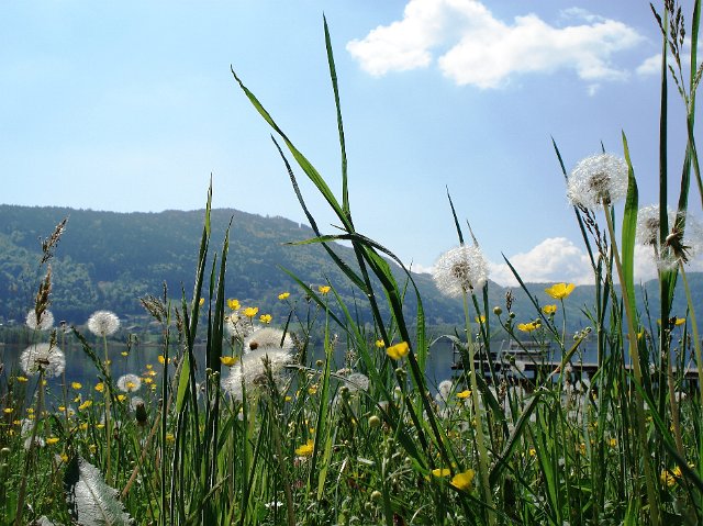 Blumenwiese am Strand