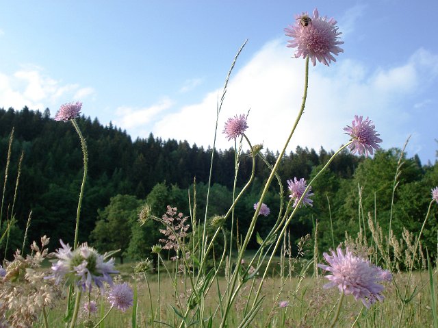 Blumenwiese